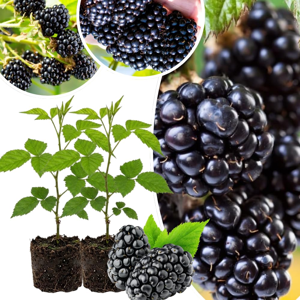 2 BlackBerry Plants Live for Planting, 4 to 8 Inch Height, BlackBerry Bush Live Plant, Sweet Blackberries Fruit Seedlings (Arapaho BlackBerry)