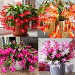 Live Random Christmas Cactus Live Plant 4–6 Inches Tall, Winter Blooming False Thanksgiving Cactus Well Rooted, Flowering Houseplant for Home and Office