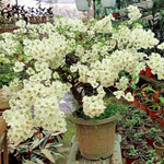Bougainvillea Tree Live Plant, 5 to 9 Inches Tall, Outdoor Landscaping Trailing Flowering Vines for Trellis, Spring Garden (White)