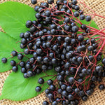 Black Elderberry Plant Live, Berry Shrub, 2-3 Ft Tall