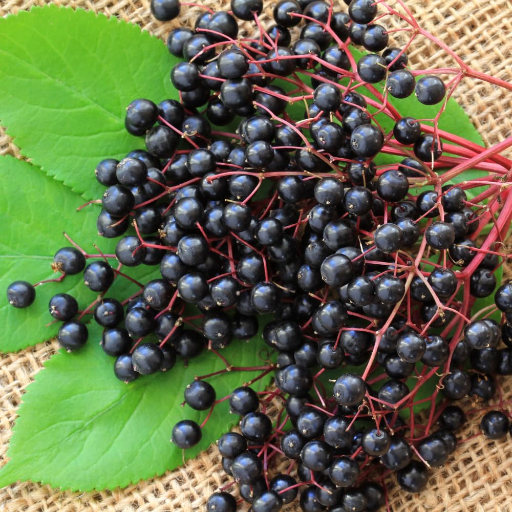Black Elderberry Plant Live, Berry Shrub, 2-3 Ft Tall