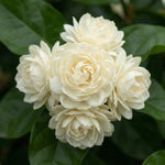 Grand Duke Jasmine Live Plant in Half Gallon Pot, Fragrant Flowering Jasmine, Well Rooted, Indoor Outdoor Planting