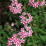 Pack 2 Bicolor Perennial Verbena Plants, Red White Verbena Live Plants, Verbena Flower Trailing Plants Live for Planting, Verbena Plants in Zones 7 to 11
