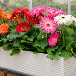 Mix Gerbera Daisy Plants Live, Assorted Daisy Plant, 5-7 Inches Tall, Colorful Perennial Plant, Bright Blooms for Indoor Outdoor Growing