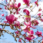 2 Magnolia Tree Cuttings, Hardy Fragrant Magnolia Flowering Tree, Well Rooted Cuttings 8–12 Inches for Outdoor Garden (Jane Magnolia Cuttings)