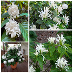 White Shrimp Plant Live, Live Shrimp Shrubs Plant, 5-7 Inches Tall, Easy Care Houseplant, Fragrant Blooms, Indoor Outdoor Growing