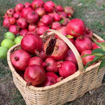 Pomegranate Tree Live Plant 4'' Pot, Red Pomegranate Fruit Tree 8-10 Inches, Sweet Fruit-Bearing Tree for Outdoor Planting