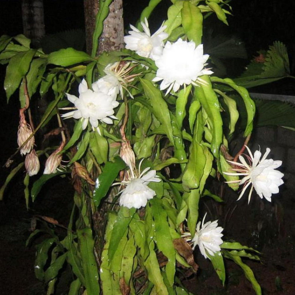 Epiphyllum Oxypetalum Plant, Queen of The Night Cactus Plant in 4 Inch Pot, 4-5 Inch White Blooms Flowers
