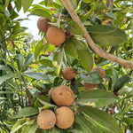 Live Sapodilla Plant 6-10 Inches Tall, Tropical Sapota Fruit Tree in Half Gallon Pot for Planting in Gardens