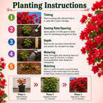3 Double Red Bougainvillea Plants Live, Outdoor Garden Vine, 4-7 Inch Tall