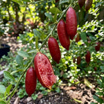 Red Finger Lime Tree Live Plant, Rare Citrus Fruit Tree from 1–2 Feet Tall in 3 Gallon Pot, Ready for Indoor Outdoor Planting