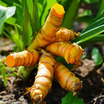 15 Turmeric Roots for Planting, Curcuma Turmeric Rhizomes for Garden, Tropical Herb Root for Outdoor Growing or Container Gardening