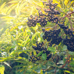 2 Elderberry Plants Live, 5-9" Black American Elderberry Bush Tree Plants Live for Planting, Dormant, Bareroots Cold Hardy Spring Planting