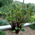 Tea Cup Colocasia Elephant Ear Plants Live 4–7 Inches Tall, Taro Alocasia Tropical Foliage Plants for Outdoor Garden Home Decor