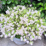 3 Bougainvillea Vine Plants, Bougainvillea Plants Live for Outdoor Landscaping and Containers, 4-7 Inch Tall Well-Rooted, No Pot (White Bougainvillea)