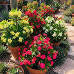 Set 2 Asorted Euphorbia Milii Plants, Crown of Thorns Live Plant, 5-8 Inc Tall, Hardy Euphorbia Flowering Houseplants