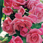 Live Pink Climbing Roses Plant, Starter Climbing Rose Bush Plant, 4-7" in Tall for Spring Planting