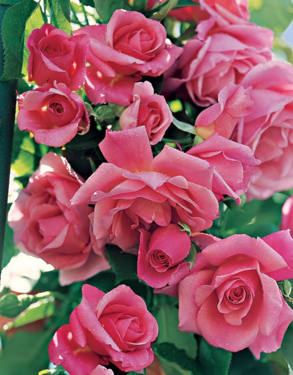 Live Pink Climbing Roses Plant, Starter Climbing Rose Bush Plant, 4-7" in Tall for Spring Planting