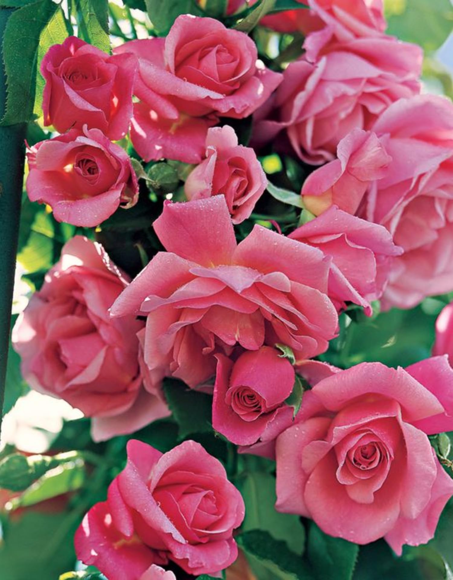 Live Pink Climbing Roses Plant, Starter Climbing Rose Bush Plant, 4-7" in Tall for Spring Planting