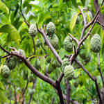 Custard Sugar Apple Tree Live Plant, 2-3 Ft in One Gallon Pot, 2 Years Old Tree Annona Squamosa Soursop Like, Outdoor Spring Tropical Fruit Planting, No CA