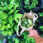 2 Paw Paw Tree Live Plant Seedlings, Pawpaw Tree Live Plant, 6Inc to 10Inc Tall Long, Hardy Pawpaw Plants