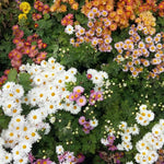 3 Assorted Mum Plants, Mix Chrysanthemum Live Plant for Planting, Size 4 to 6 Inch Tall, Vibrant Blooms, Perennial Mum Garden Live Plants