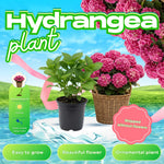 Blue Hydrangea Flower Live Plant, Cold Hardy Flowering Shrub, 1-1.5 Ft Tall