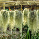 Fresh Spanish Moss Live Air Plant, 1 Clump 10" Long, Tillandsia Air Plants Decorative Garden Craft Basket