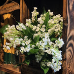 5 Lilies of The Valley Bulbs Rhizomes, Lily of The Valley Bulbs for Planting, Perennial Flower Bulbs Garden