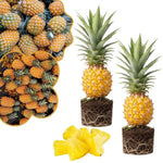 2 Gold Pineapple Plant Live 4-7 Inch Tall, Yellow Pineapple Fruit Plant, Sweet Fruit Plants for Growing in Garden