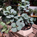 Baby Blue Eucalyptus Plant Live, Eucalyptus Tree Live, Well Rooted Starter Plants, Fragrant Foliage Ornamental Plant, 5-7 Inches Tall, Indoor Outdoor Landscape