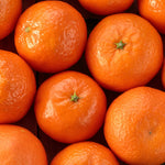 Clementine Mandarin Tree Plant, Live Tangerine Citrus Tree 1-2 Ft Tall in Gallon Pot, Cold Hardy Citrus Tree for Planting