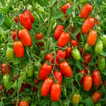 2PPP San Maranzo Tomato Plants Live, Garden Vegetable Plant, 5-8'' Tall