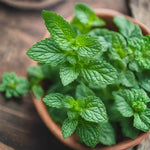 Peppermint Plant Live in 4'' Pot, Mint Herb Plants for Culinary and Garden Growing, Perennial Herbs