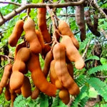 Sour Tamarind Tree Live Plant, 2-3 Feet Tall in 1 Gallon Pot, Tropical Fruit Tree