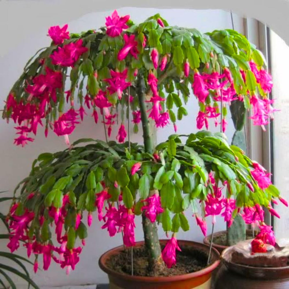 Live Pink Christmas Cactus Live Plant 4–6 Inches Tall, Winter Blooming False Thanksgiving Cactus Well Rooted, Flowering Houseplant for Home and Office
