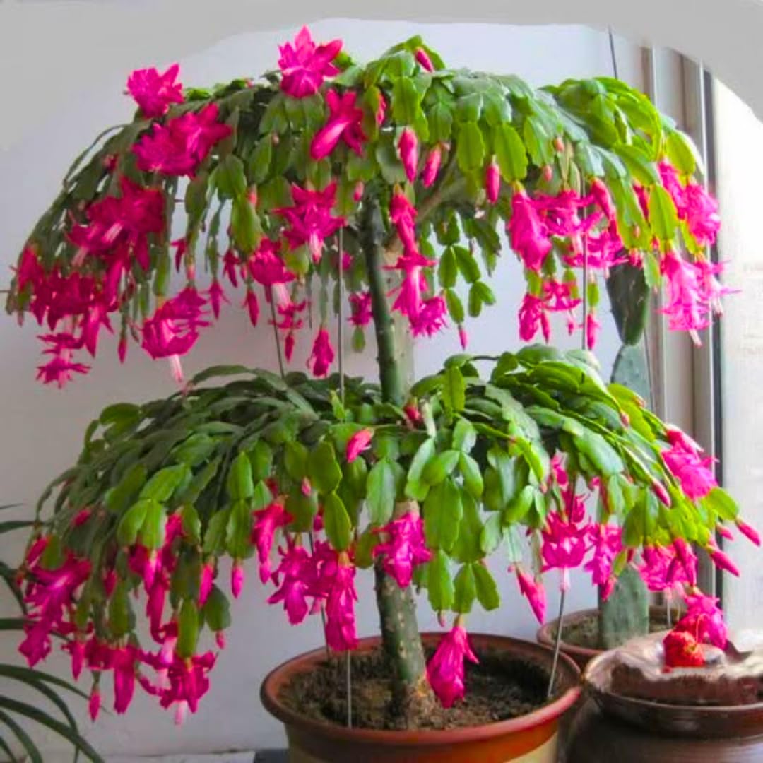 Live Pink Christmas Cactus Live Plant 4–6 Inches Tall, Winter Blooming False Thanksgiving Cactus Well Rooted, Flowering Houseplant for Home and Office