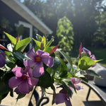2 Purple Blue Mandevilla Plants Live 4–7" Tall, Live Mandevilla Flowering Tropical Vines for Patio, Containers and Backyard Landscaping