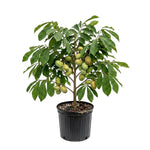 Paw Paw Tree, Pawpaw Live Plant, Fruit Tree, 1-2 Ft Tall