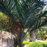 Live Palm Tree Plant in 3 Gallon Pot, No CA, Large Fully Rooted Size, Ready to Plant for Home Décor Indoor Outdoor Landscape, Rare Palm Trees, Feather-leafed Palm