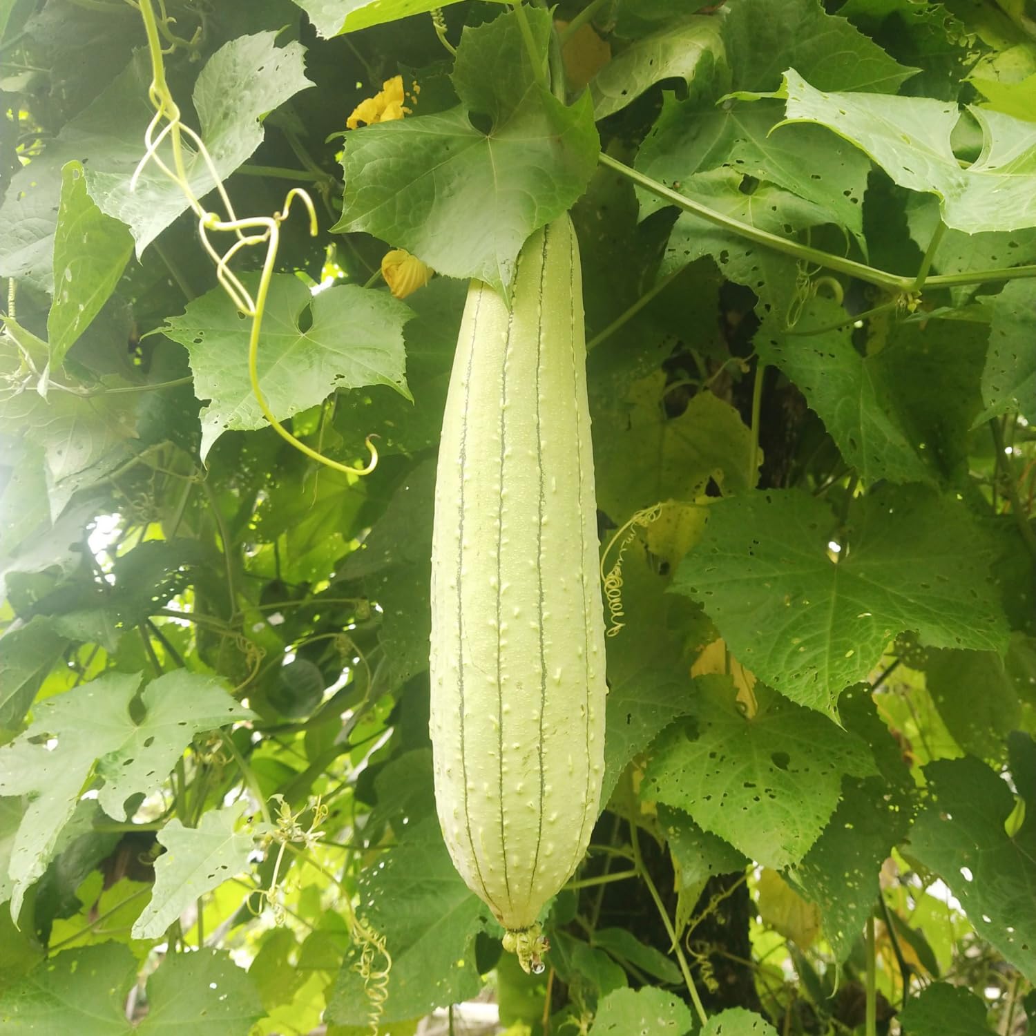 Pack 2 Pots Luffa Plants Live in 4 Inch Pots, Loofah Gourd Vine Starter Plants, 4-8” Tall Luffa Vegetable Vine Seedlings for Planting