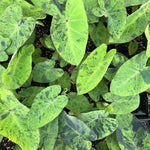 Colocasia Elephant Ears Live Plant, Alocasia Plant, Esculenta Taro Live Houseplant, 5-7 Inc Tall (Green Black Leaf)