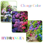 Hydrangea Plant Live Tree, Deep Purple Blue to Pink Color Bloom, 5-10" Well-Rooted Hydrangea Shrub Bush for House Planting Outdoor, Dormant