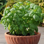 Basil Plant Live, Fragrant, Flavorful Herb for Indoor Outdoor Gardens, Well Rooted Plant 4-7 Inches (Large Leaf Basil)