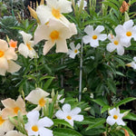Set of 2 Mandevilla Live Plants, Apricot Mandevilla Flower Plants, 4 to 6 Inches Tall Garden
