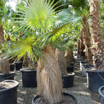 Palm Tree Plant, Live Tropical Palm Tree, Fully Rooted in 3 Gallon Pot, Ready for Outdoor Planting (Old Palm)