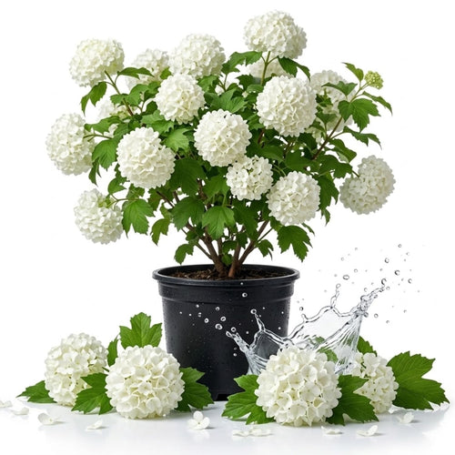 Snowball Viburnum Live Plant, Hardy Flower Bush, 8-10" Tall