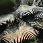 Palm Tree Live Plant, Fully Rooted in 3 Gallon Pot, Rare Tropical Plant Live for Indoor or Outdoor Growing, Giant