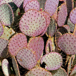 Live Purple Prickly Pear Cactus Plant, Prickly Pear Cactus Plants, 6-8 Inches Tall, Ready for Growing