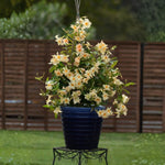 2 Peach Mandevilla Plants Live 4–7" Tall, Live Mandevilla Flowering Tropical Vines for Patio, Containers and Backyard Landscaping